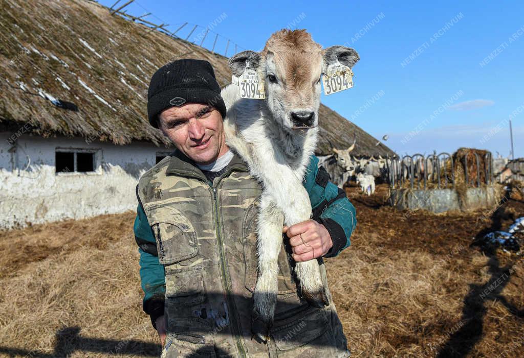 Állattartás - Hortobágy - Születnek a magyar szürkemarha borjak 