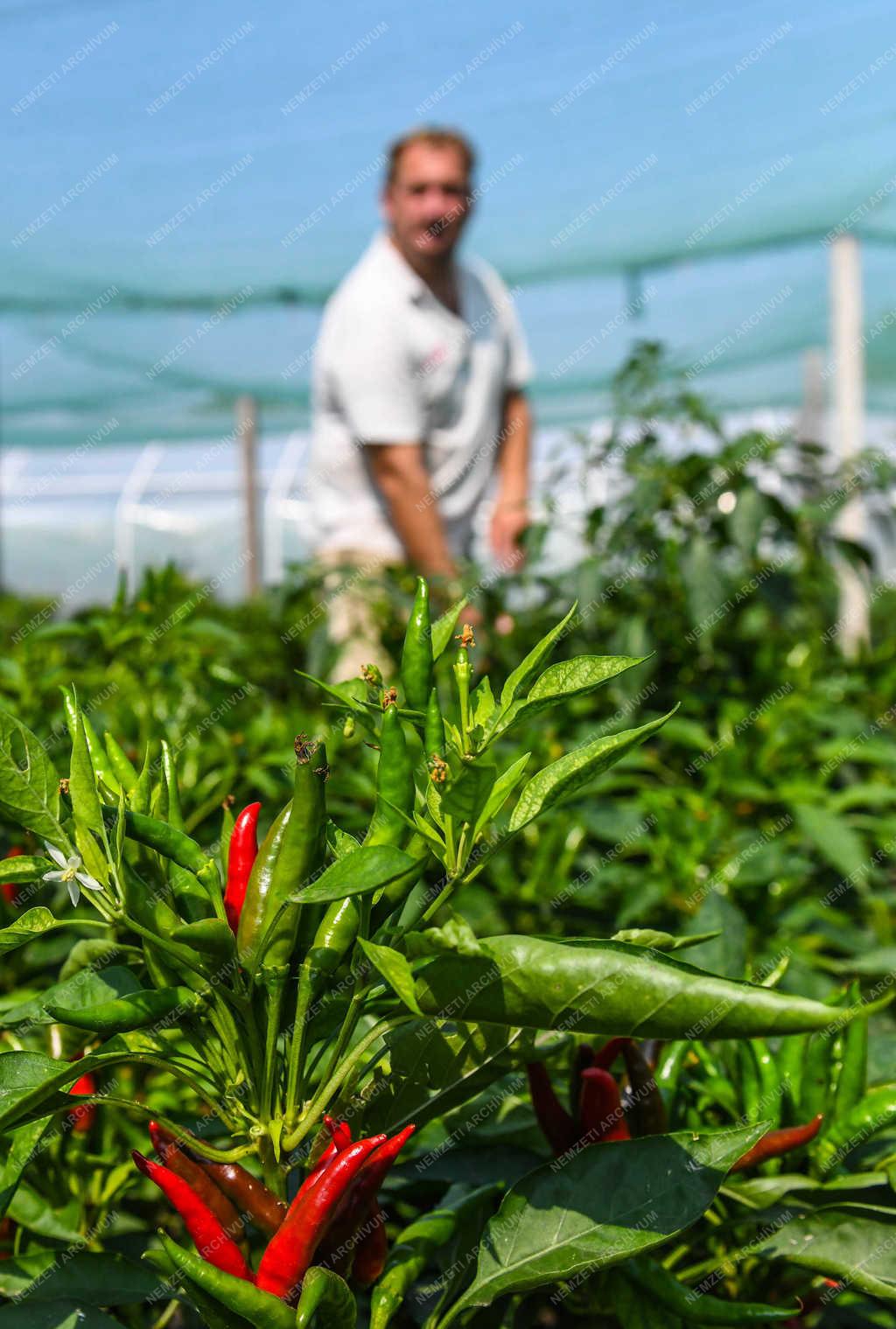 Élelmiszeripar - Tetétlen - Sárréti chilifarm