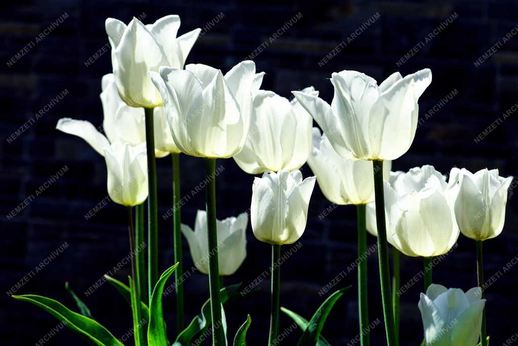 Természet - Virág - Tulipán