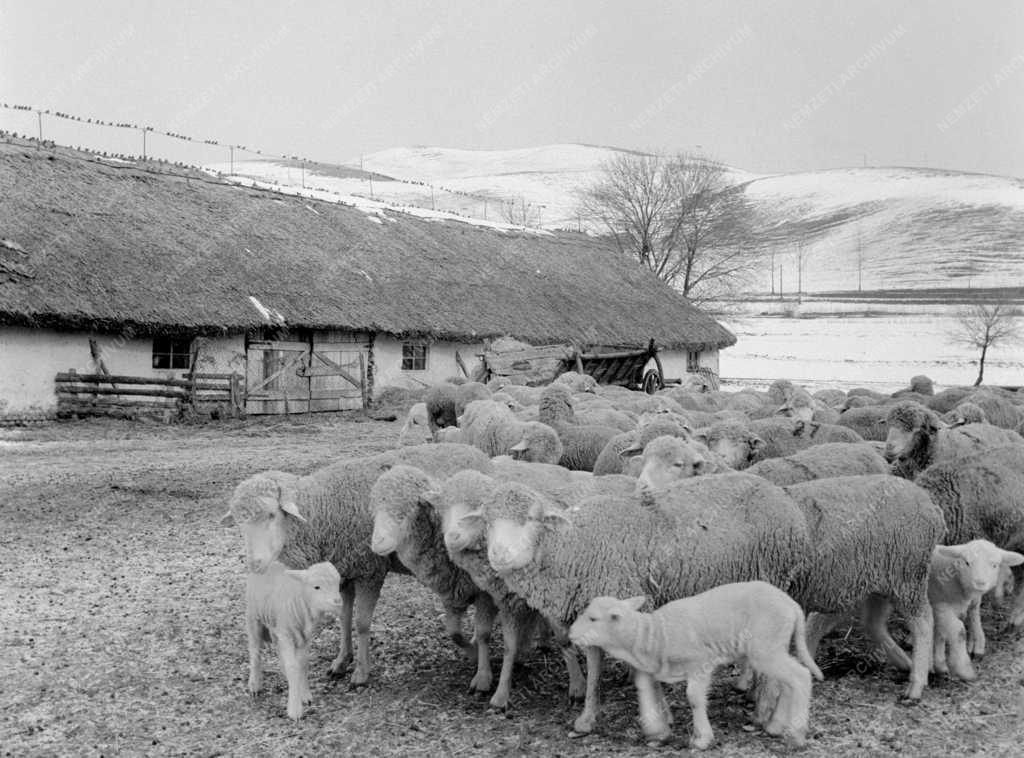 Mezőgazdaság - Húsvéti bárányok a Szilvásváradi Állami Gazdaságban