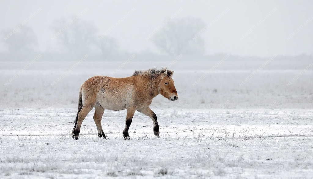 Állatvilág - Hortobágy - Przewalski-lovak a Hortobágyon