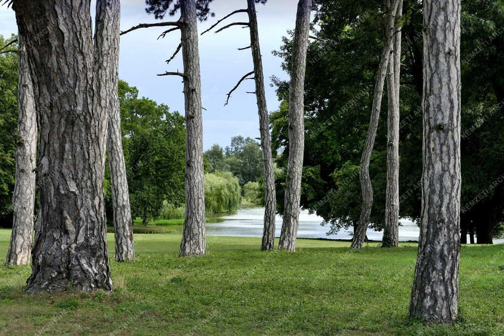 Tájkép - Dég - A Festetics-kastély angolparkja