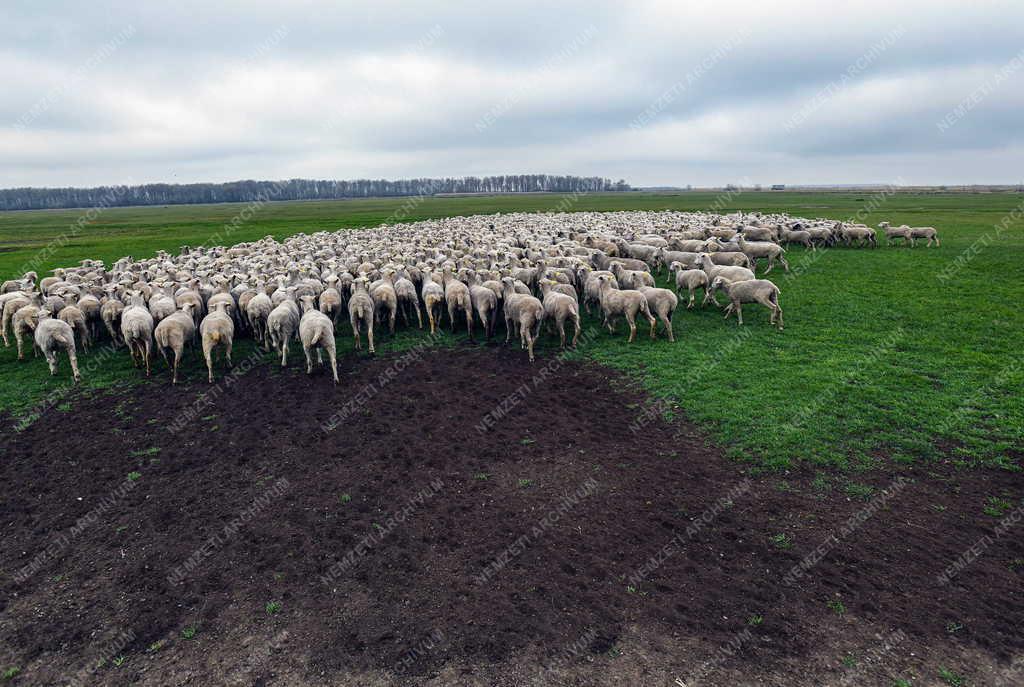 Mezőgazdaság - Kezdődik a legeltetési szezon Hortobágyon