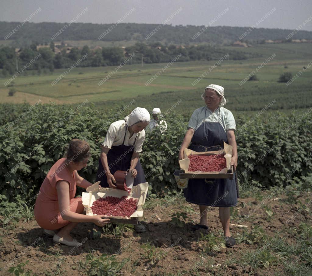 Mezőgazdaság - Málnaszüret a csővári Virágzó Tsz-ben