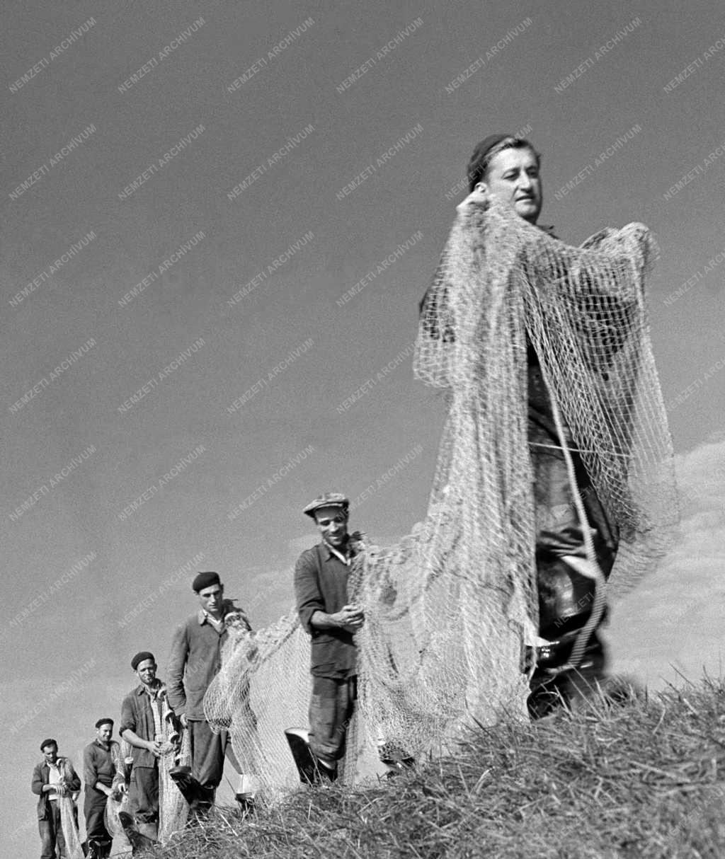 Mezőgazdaság - Fejér Megyei Halgazdaság soponyai üzemegység