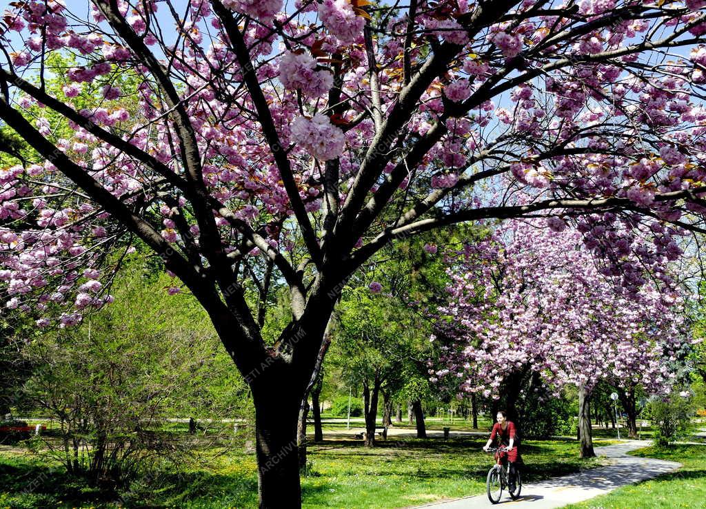 Városkép - Budapest - Tavasz a Vérmező parkjában