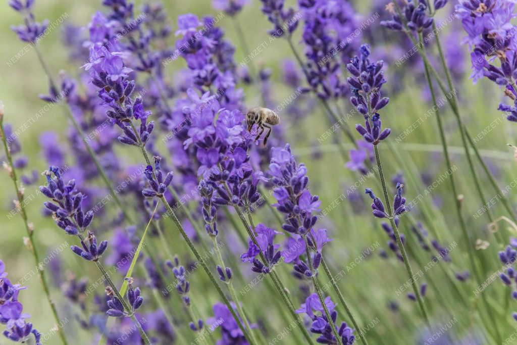 Növény - Tihany - Virágzó levendula