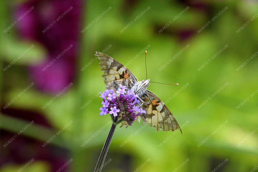 Természet - Budapest - Bogáncslepke