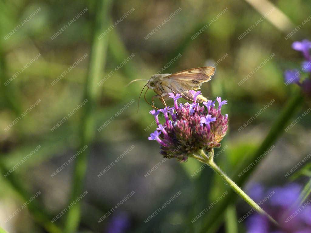 Természet - Budapest - Szenderlepke