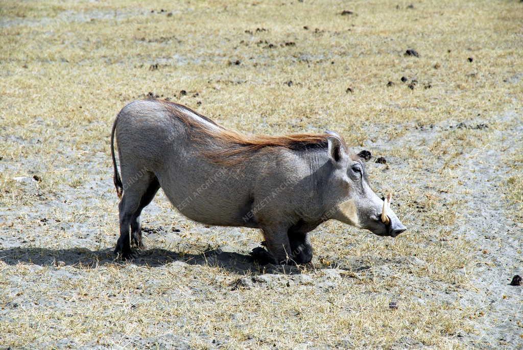 Tanzánia - Ngorongoro-kráter - Varacskos disznó