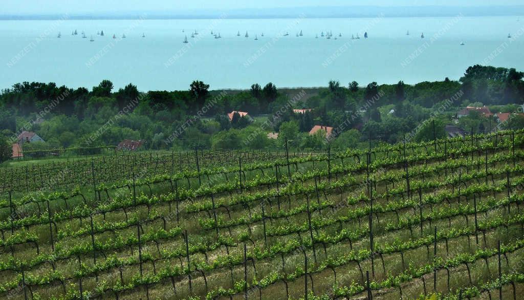 Történelmi borvidék - Badacsony - Szőlőtáblák