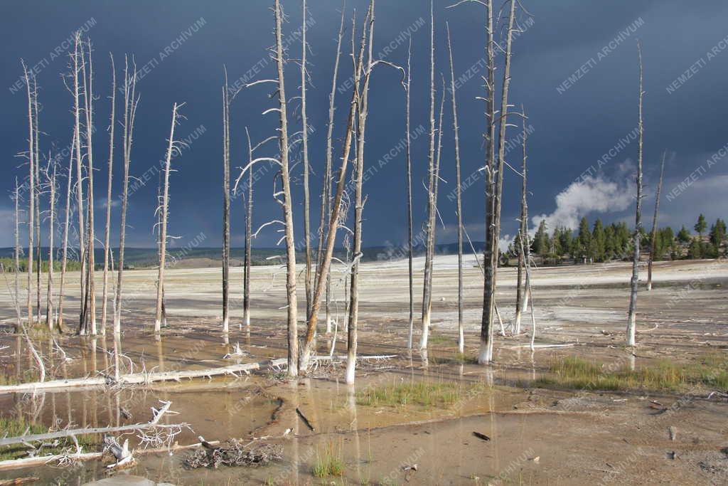 Természet - Kiszáradt facsoport a Yellowstone Nemzeti Parkban