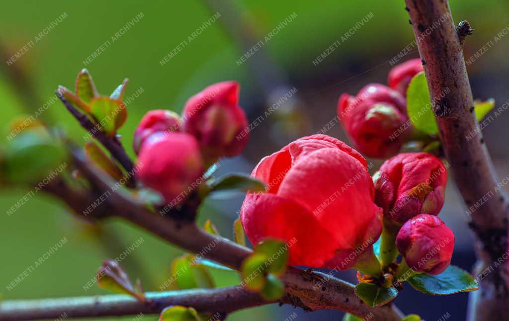 Természet - Tavaszi növényvirágzás