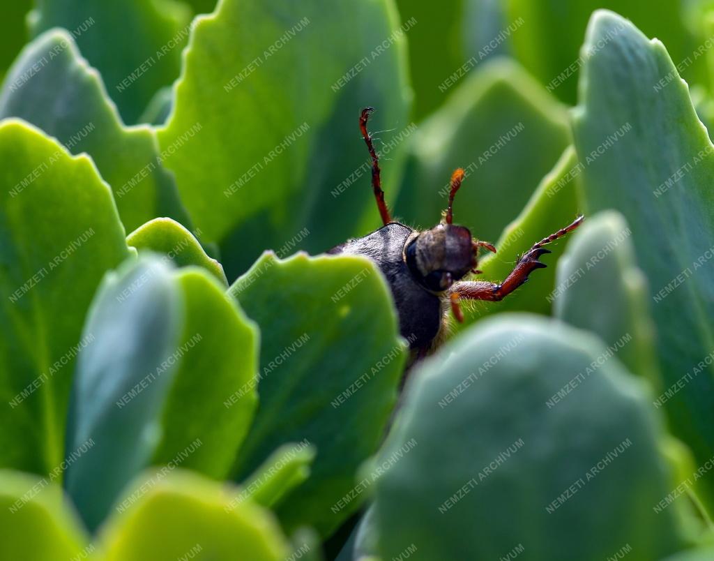 Természet - Májusi cserebogár