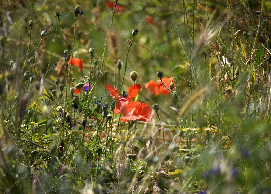 Természet - Budapest - Pipacs