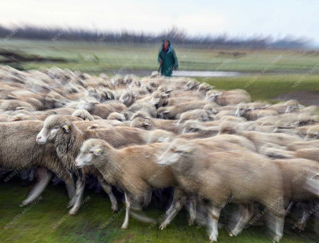 Mezőgazdaság - Őszi legeltetés a Hortobágyon