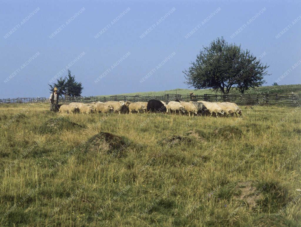 Táj, város - Román falvak - Alsósófalva