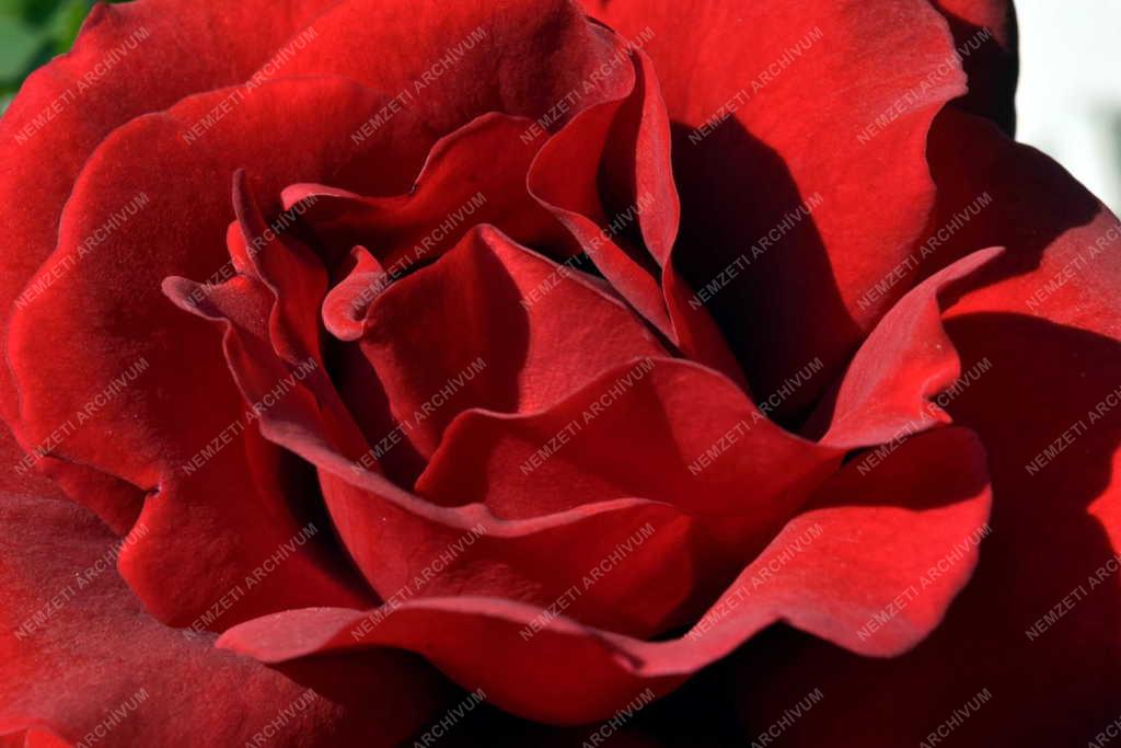 Természet – Növény - Futórózsa