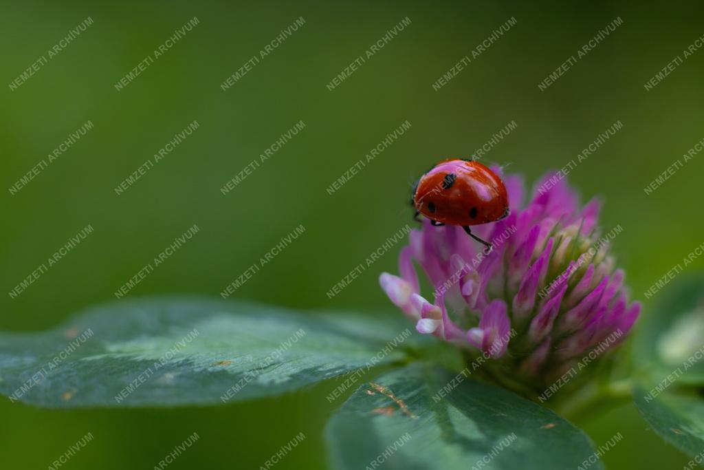 Természet - Állatvilág - Hétpettyes katicabogár