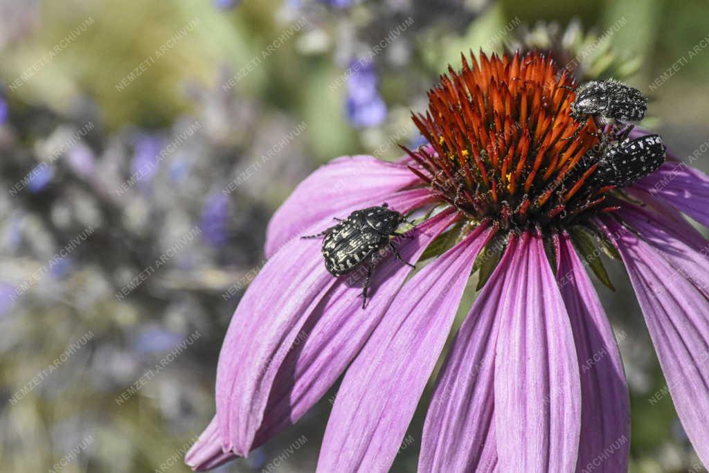 Természet - Virágbogár - Kasvirág