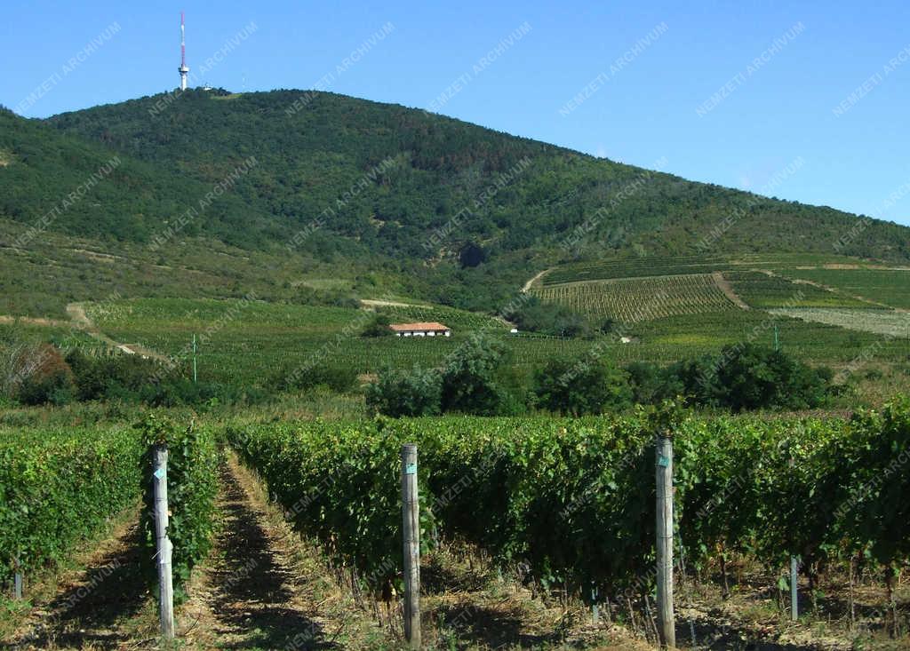 Szőlőtermesztés - Tokaj - A tokaji bor alapanyagának egyik termőhelye