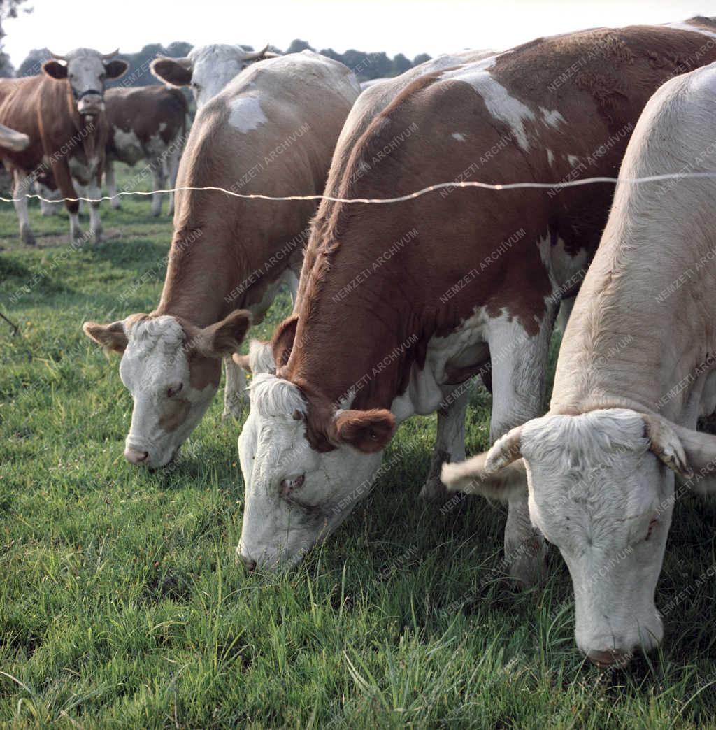 Mezőgazdság - A Keszthelyi Agrártudományi Főiskola kísérleti gazdasága