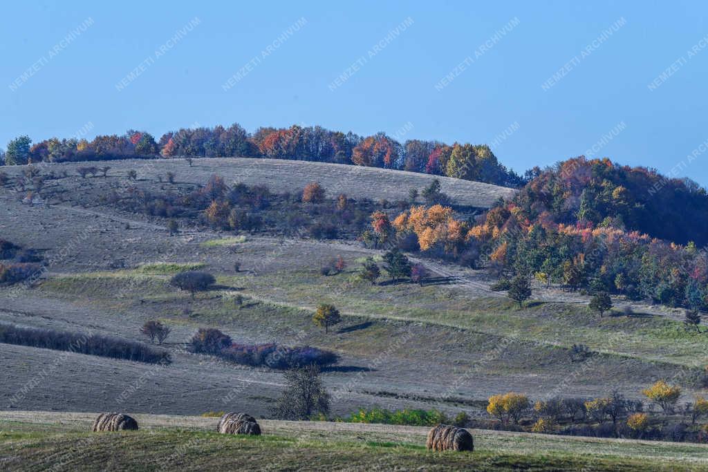 Természet - Zsobok - Ősz a határban