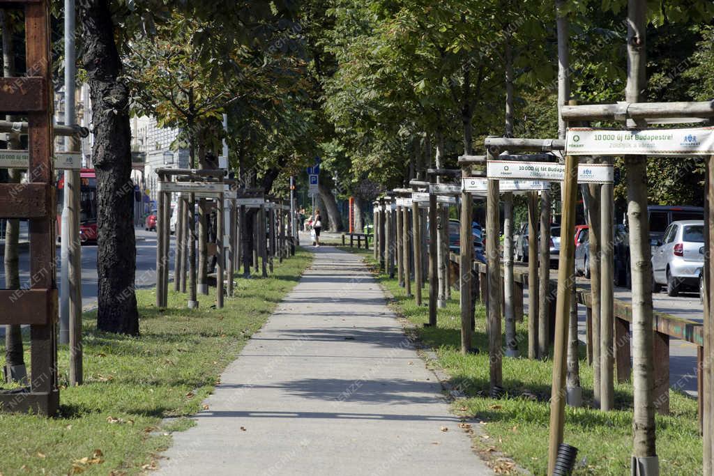 Városkép - Budapest - Fatelepítés