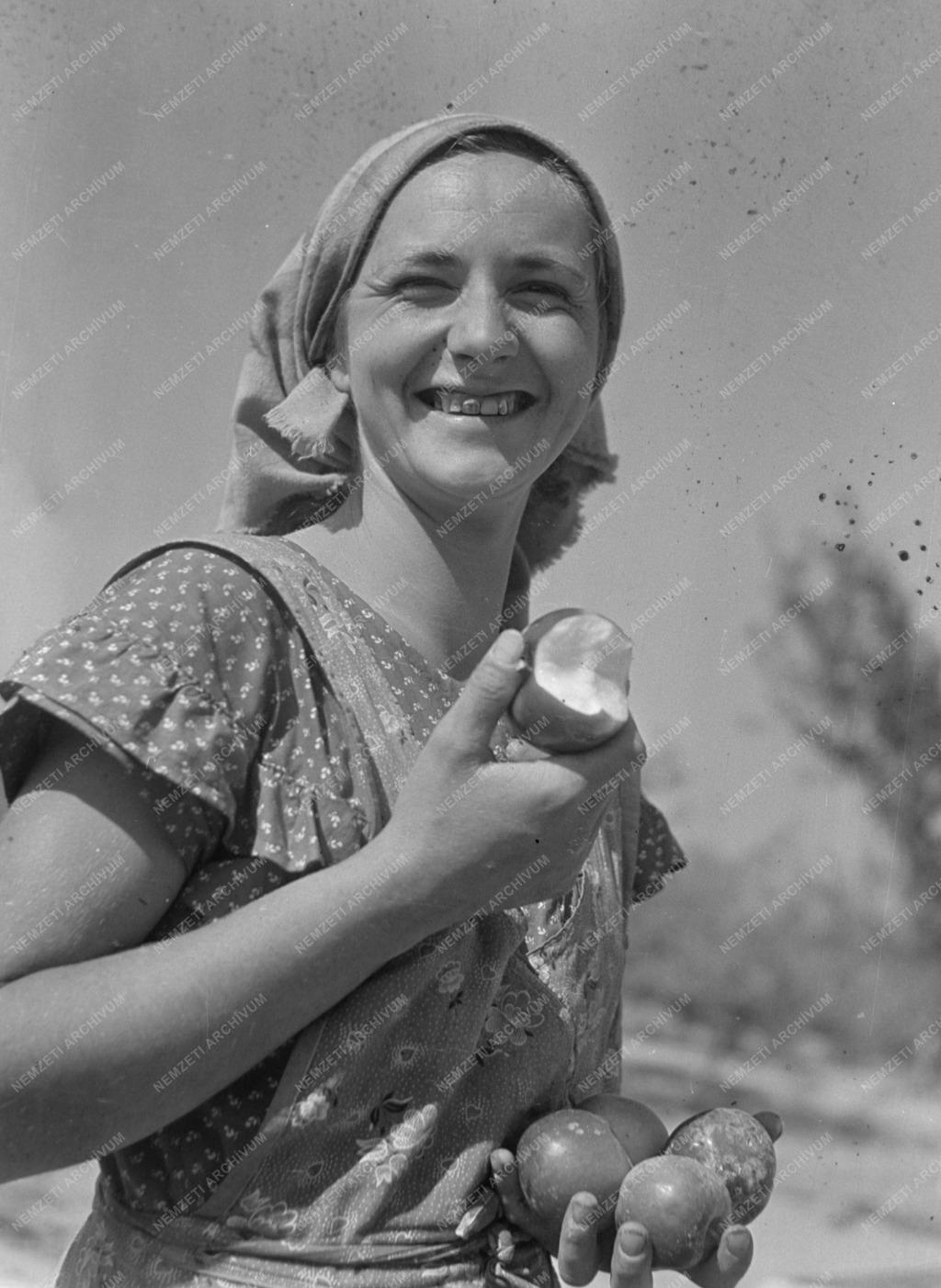 Mezőgazdaság - Almaszüret