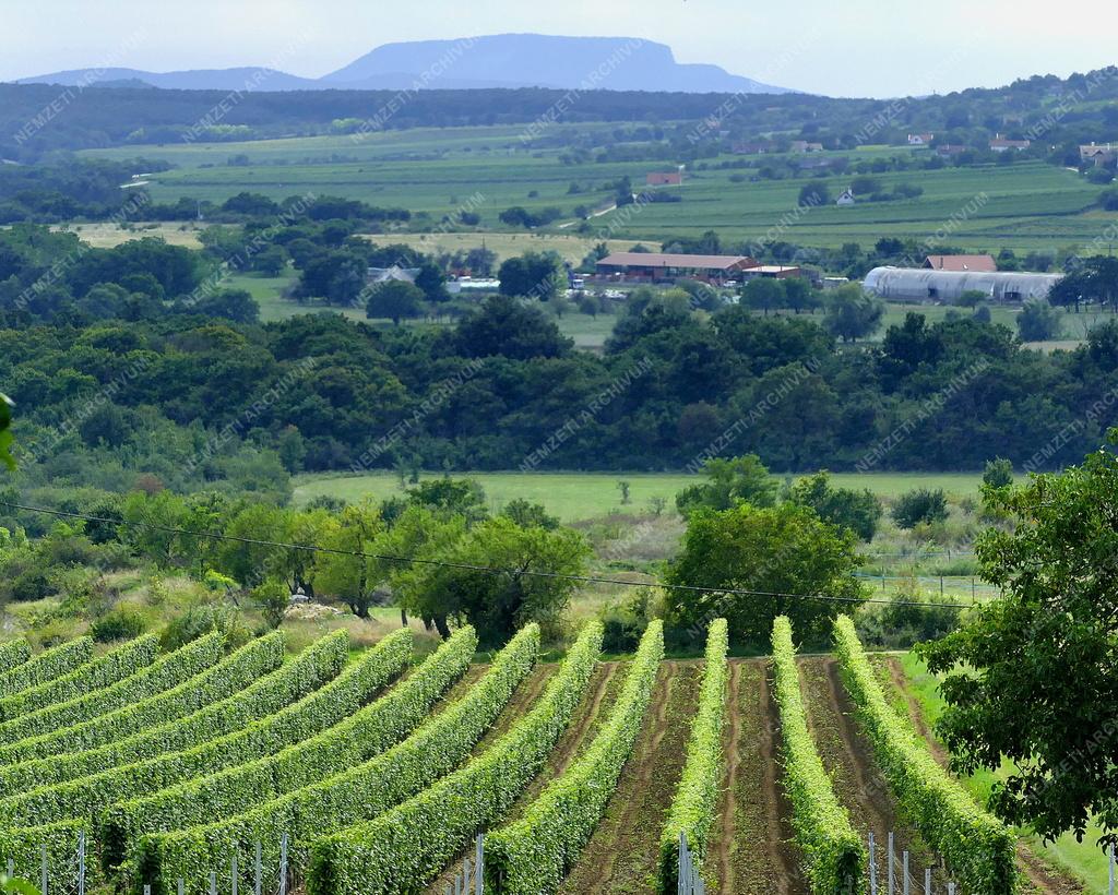 Tájkép - Balatonfelvidéki táj