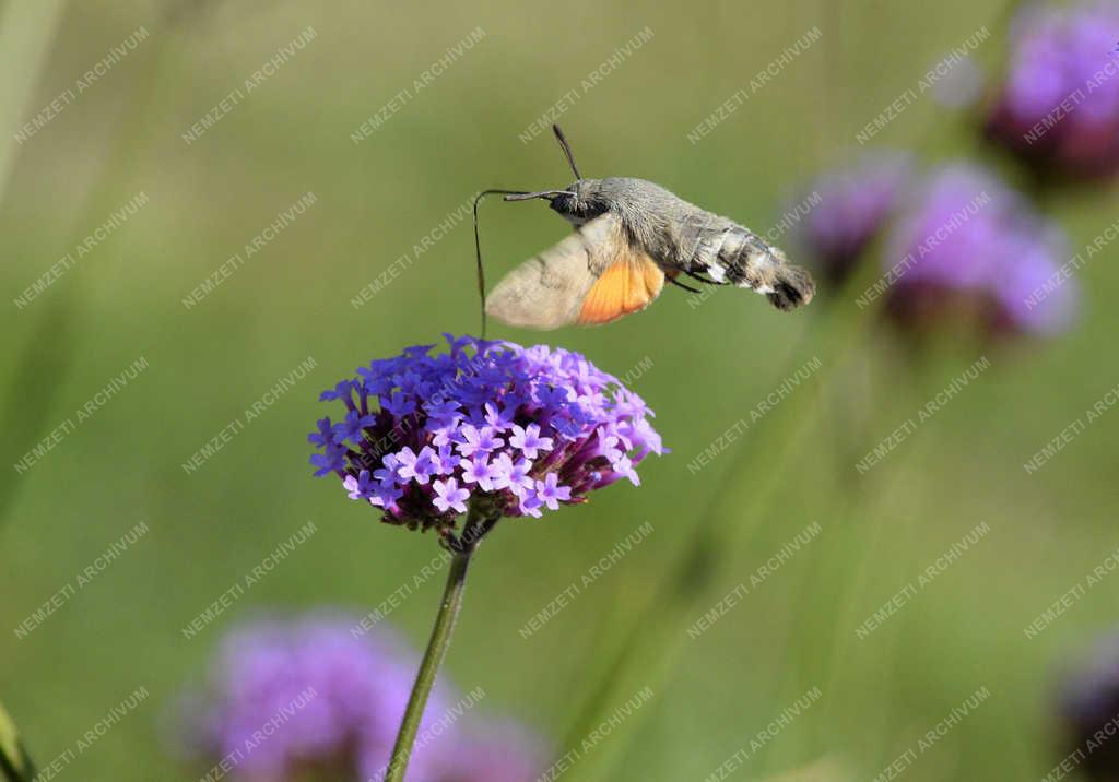 Állatvilág - Szenderlepke