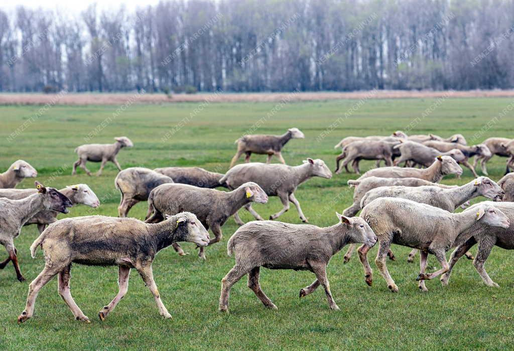 Mezőgazdaság - Kezdődik a legeltetési szezon Hortobágyon