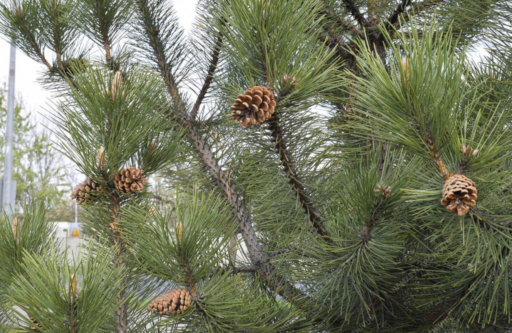 Természet - Budapest - Fekete fenyő