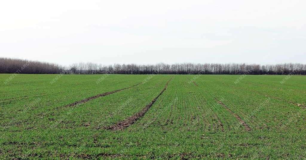 Mezőgazdaság - Ebes - Tavaszi munkák