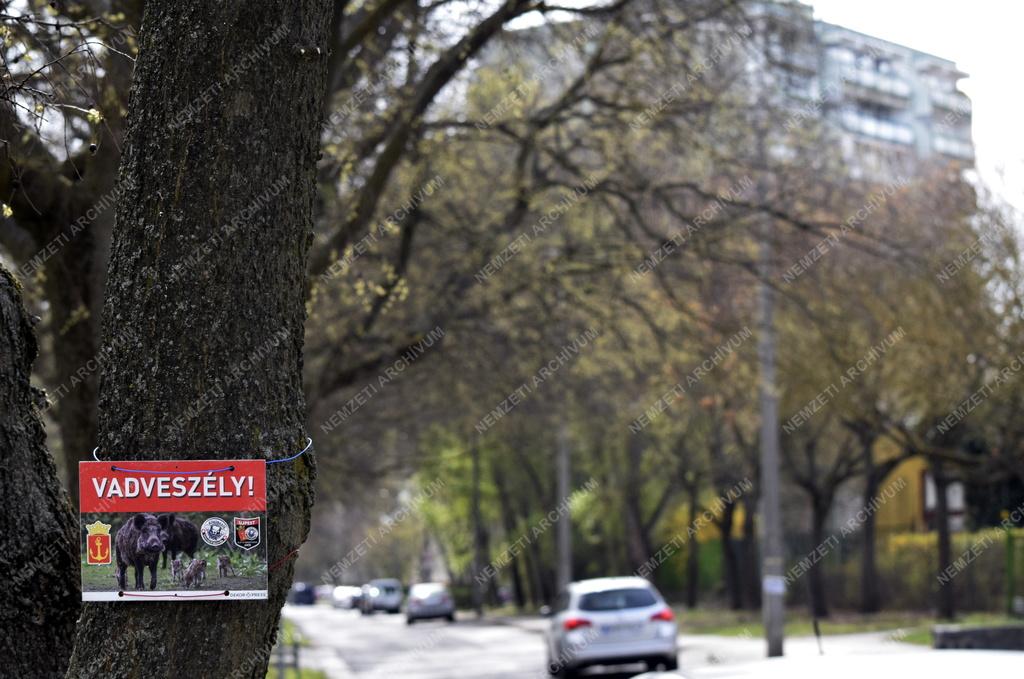 Érdekesség - Budapest - Vadveszélyre figyelmeztető tábla