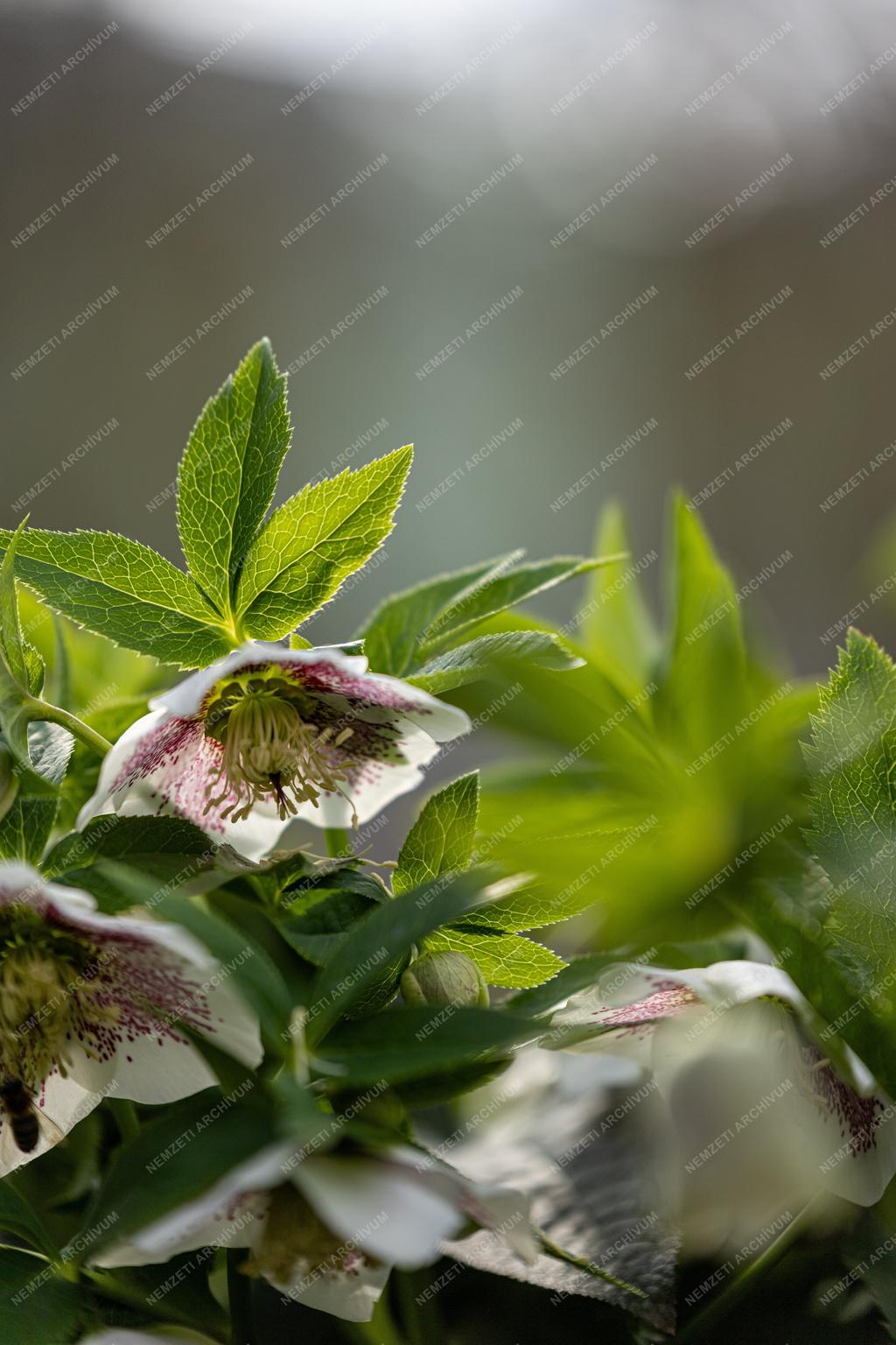 Természet - Növényvilág - Keleti hunyor 