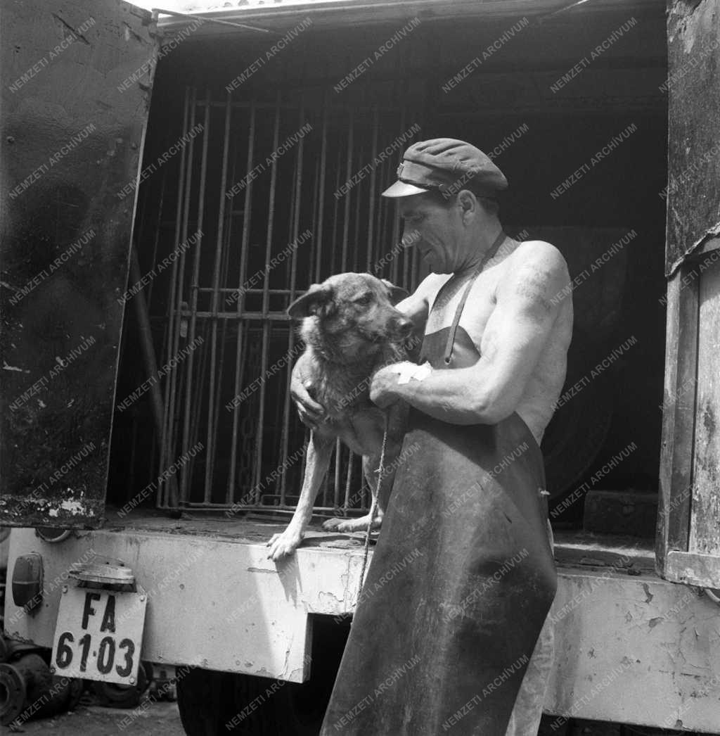 Állatvédelem - Az Illatos úti sintértelep