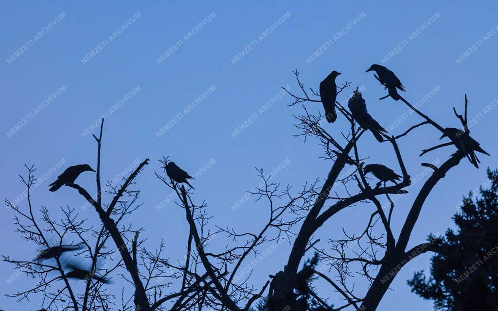 Természet - Debrecen - Városi varjak
