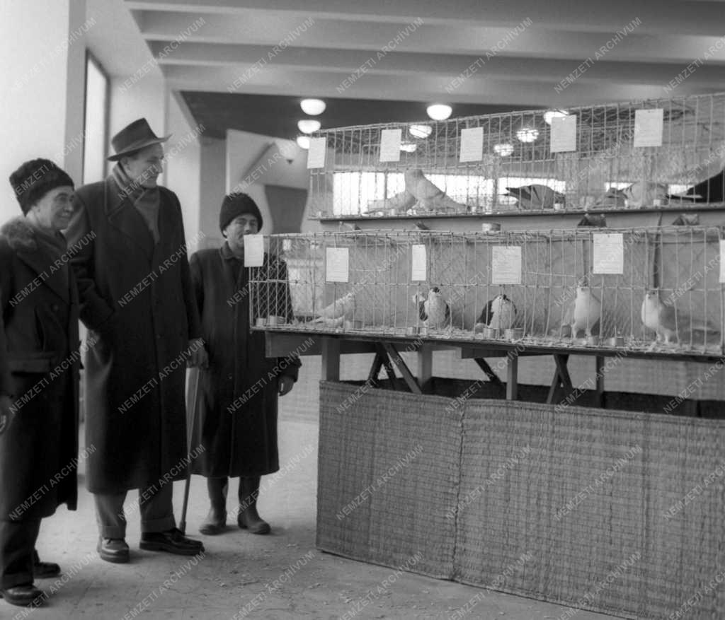 Kiállítás - Mezőgazdaság - Nemzetközi Galambkiállítás