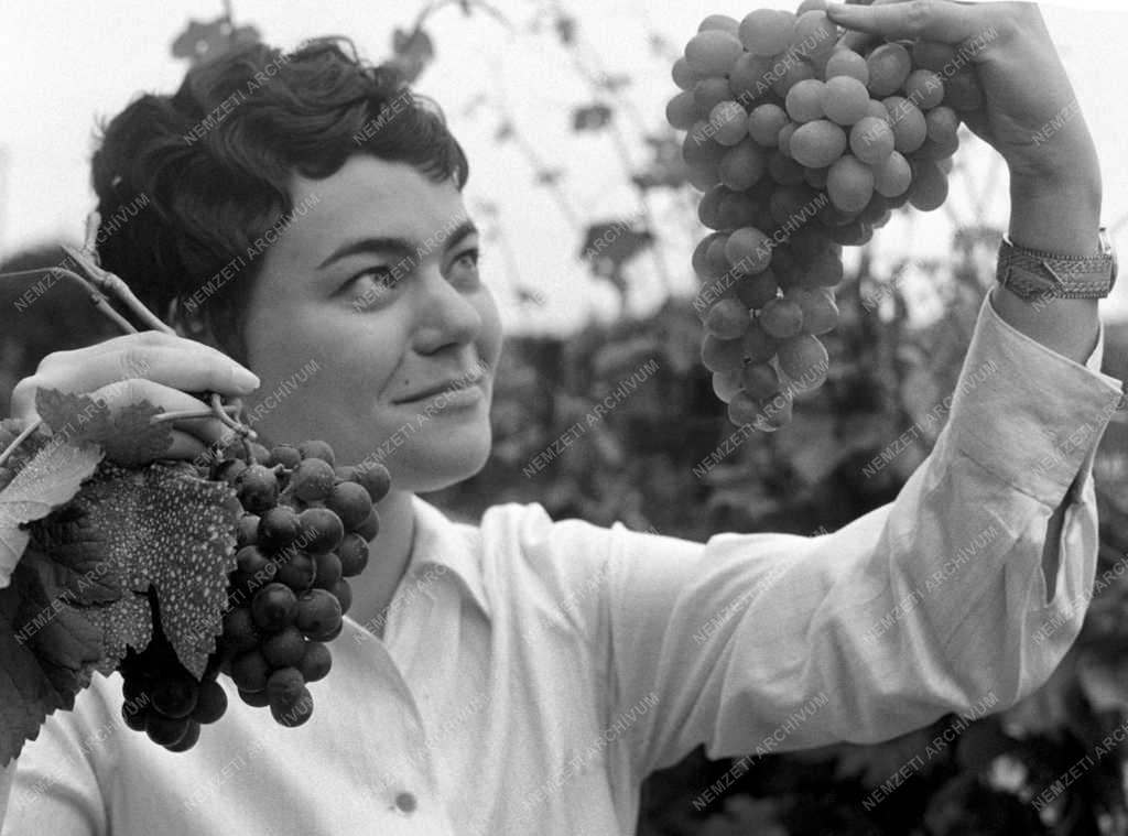 Mezőgazdaság - Oktatás - Szüret a Kertészeti- és Szőlészeti Főiskola üvegházában