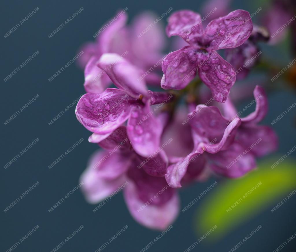 Természet - Kerti virág