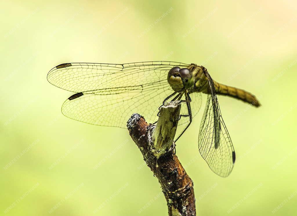Temészet - Budapest - Gyakori szitakötő