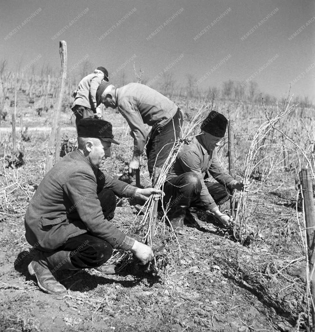 Mezőgazdaság - Metszik a szőlőt a Bólyi Állami Gazdaságban