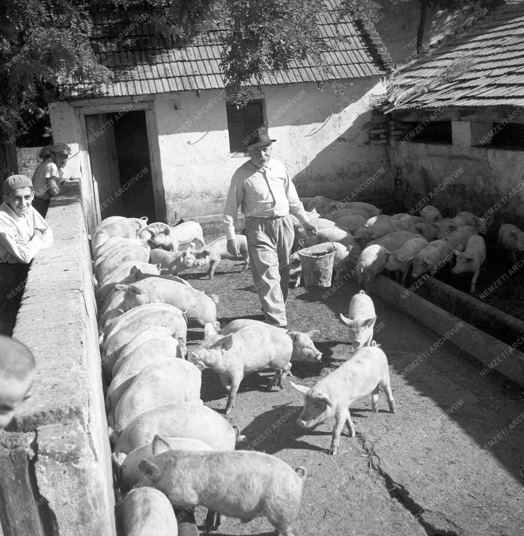 Mezőgazdaság - Termelőszövetkezeti munka 