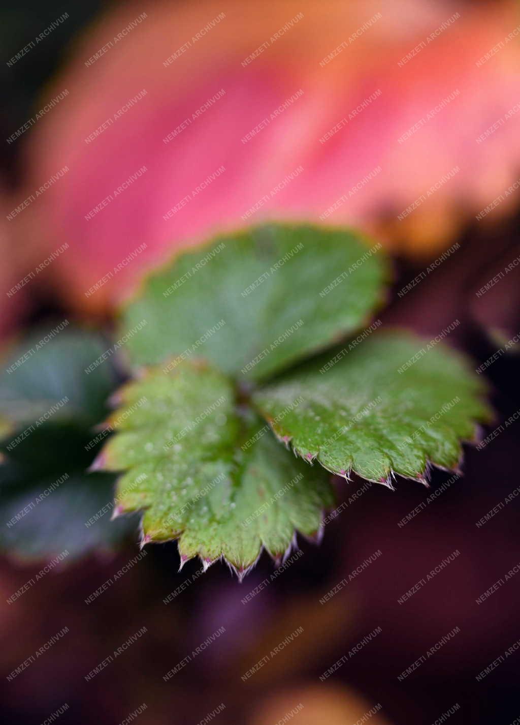 Természet - Színes őszi növénylevél