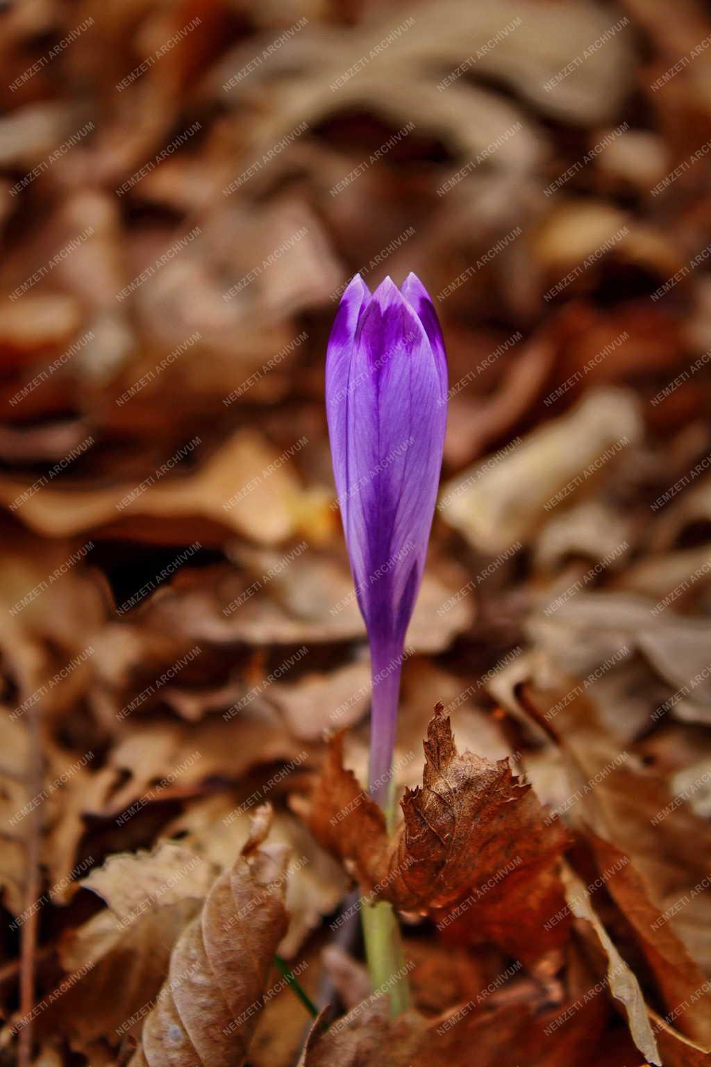 Természet - Kup - Halvány sáfrány
