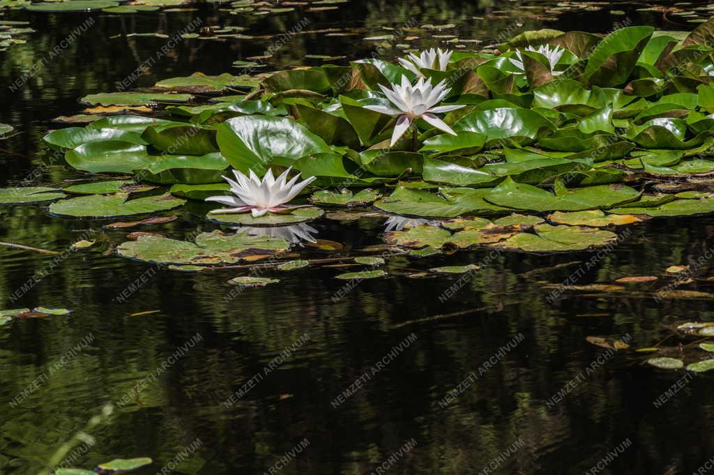 Természet - Kám - Jeli Arborétum