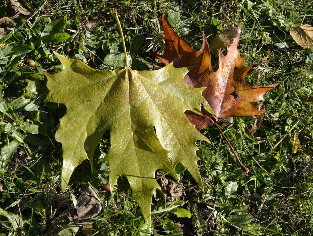 Természet - Budapest - Ősz a Népligetben