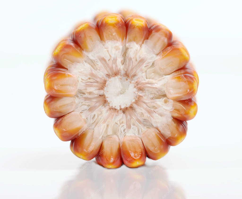 Mezőgazdaság - Aszály sújtja a kukoricatermést