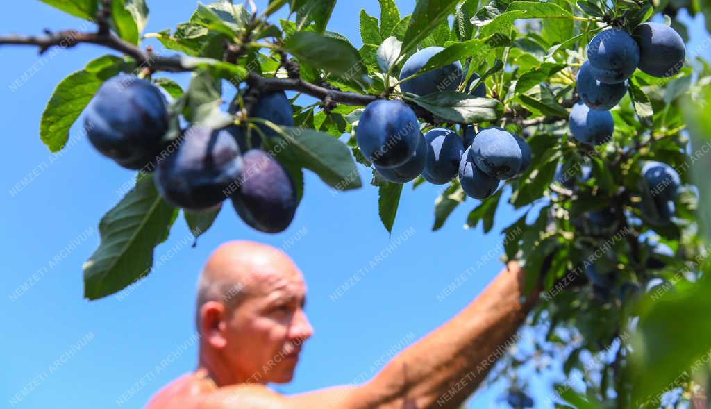 Gyümölcstermesztés - Debrecen - Szilvaszüret